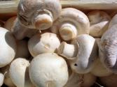 Is It Safe To Eat Mushroom During Pregnancy?